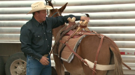 Episode 07| Mule Packing