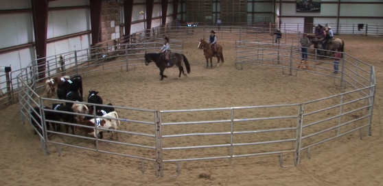 Episode 09 | Cow Sorting