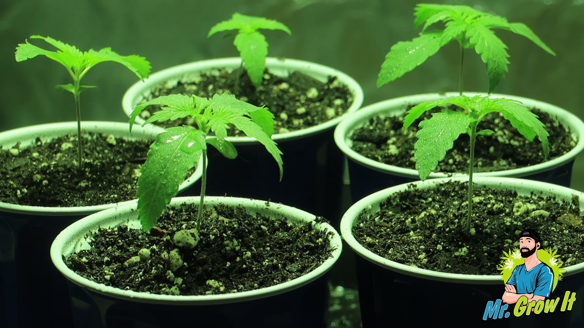 Vegetation Weeks 1-2