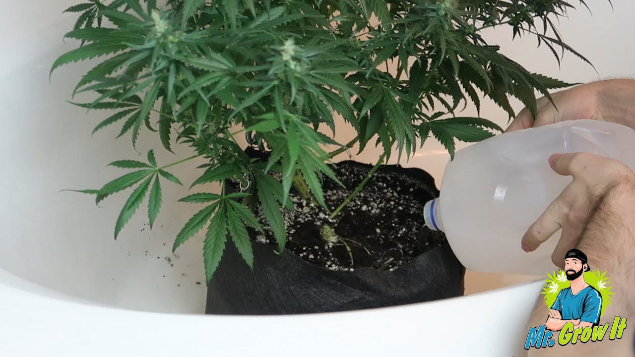 Flushing How To Grow Course