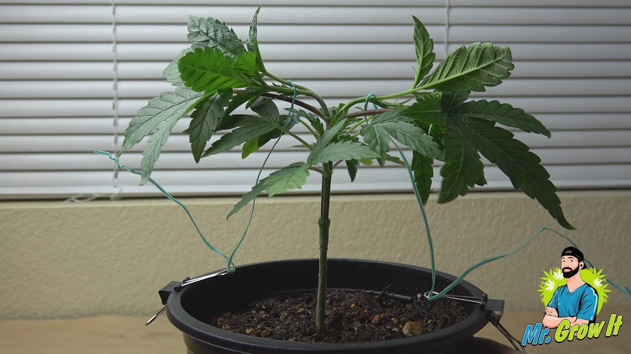 Técnica Del LST (low Stress Training) En Cannabis » Semillas Cannabis - Foto 7