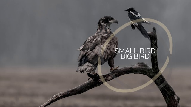Wisdom Well Way - 5 DIG - Small Bird Big Bird Fable