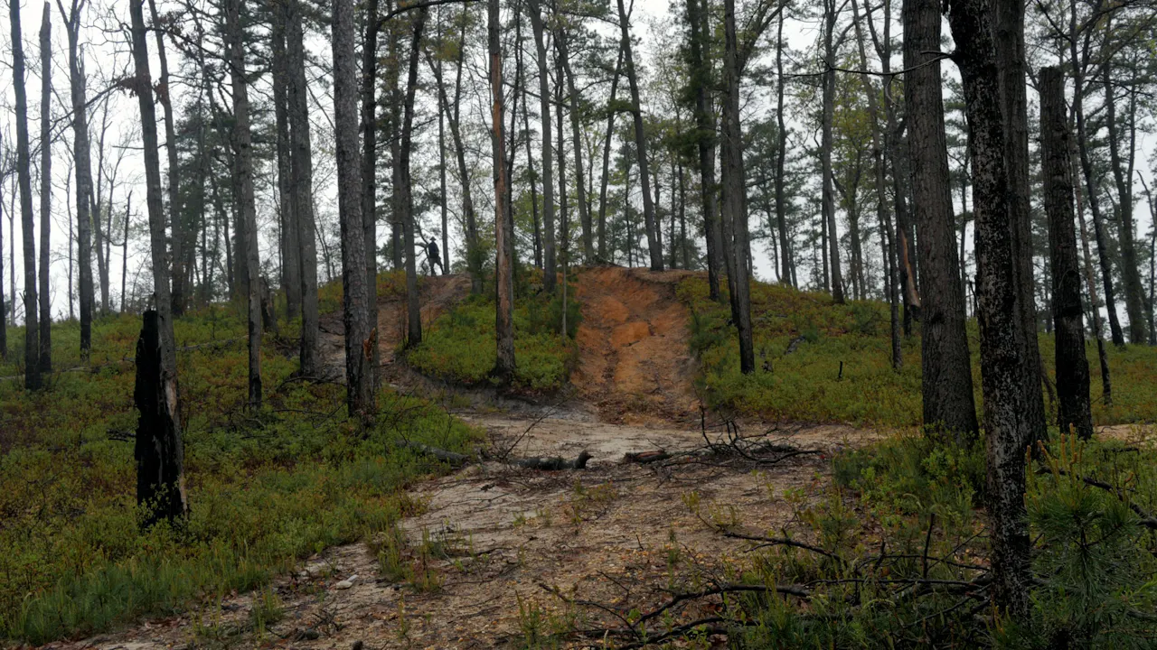 Pine Mud (2021)