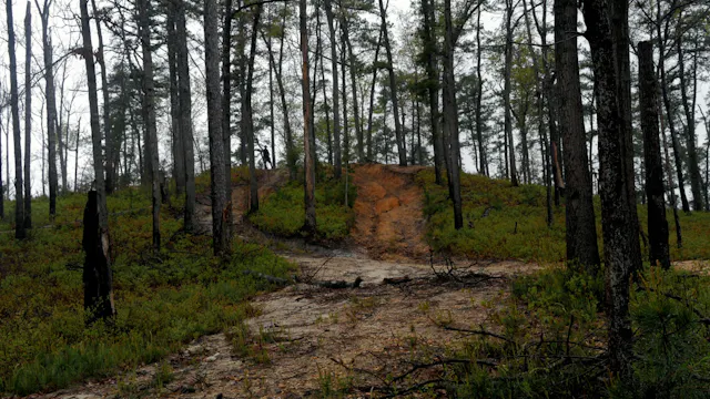 Pine Mud