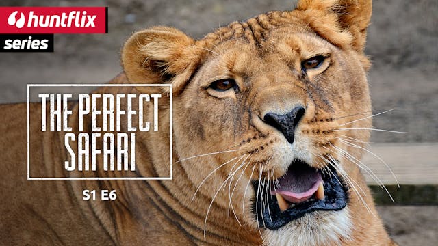 The perfect Safari: Lioness
