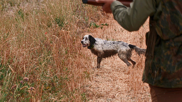 Quail hunting, only for strategic hunters