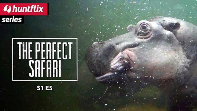 The perfect Safari: Hippopotamus