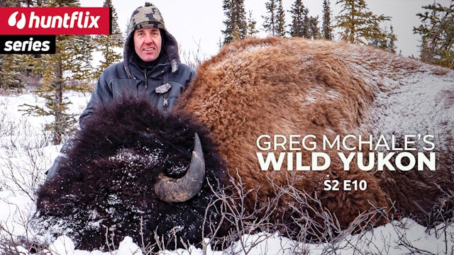 Bigger than they look wood bison in C...