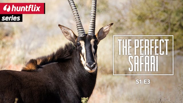 The perfect Safari: Sable Antelope 
