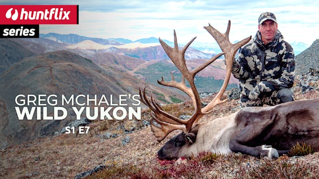 A Fall Classic: Mountain Caribou