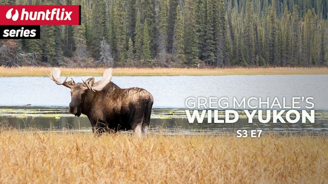 Of moose and men: Yukon-Alaska moose