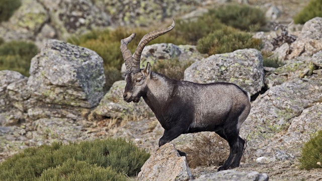 Spanish ibex, challenge in the mountains