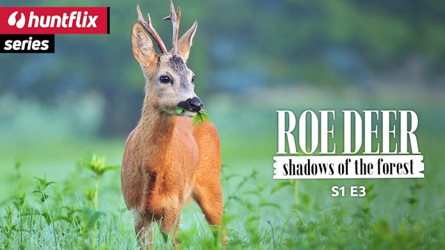 Roe deer, shadows of the forest. Food resources, the 3rd factor