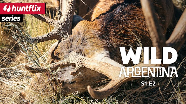 Wild argentinian bucks