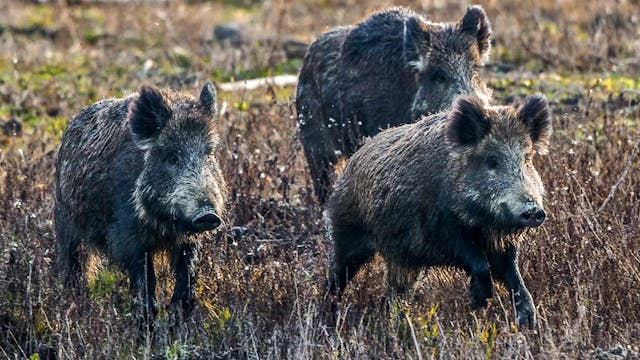 Chasing wild boars in Jútia