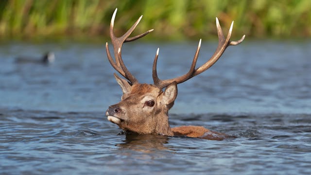 Deer hunting in Portuguese Raya