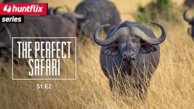 The perfect Safari: Buffalo Second part