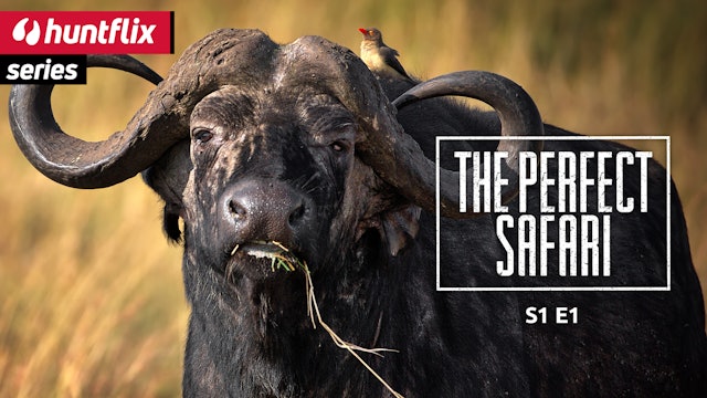 The perfect Safari: Buffalo First part