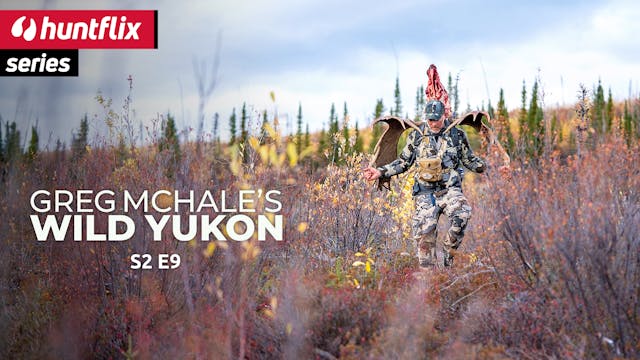 No rut to complain Alaska-Yukon Moose