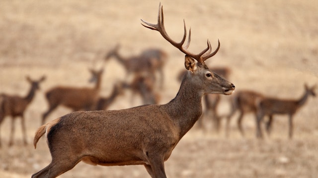 Deer hunting in Gredos