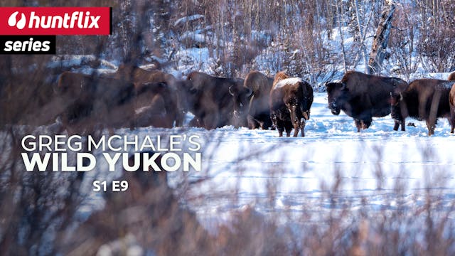 Before the Flood: Wood Bison