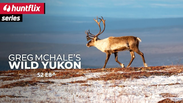 A crown of horns: Mountain caribou