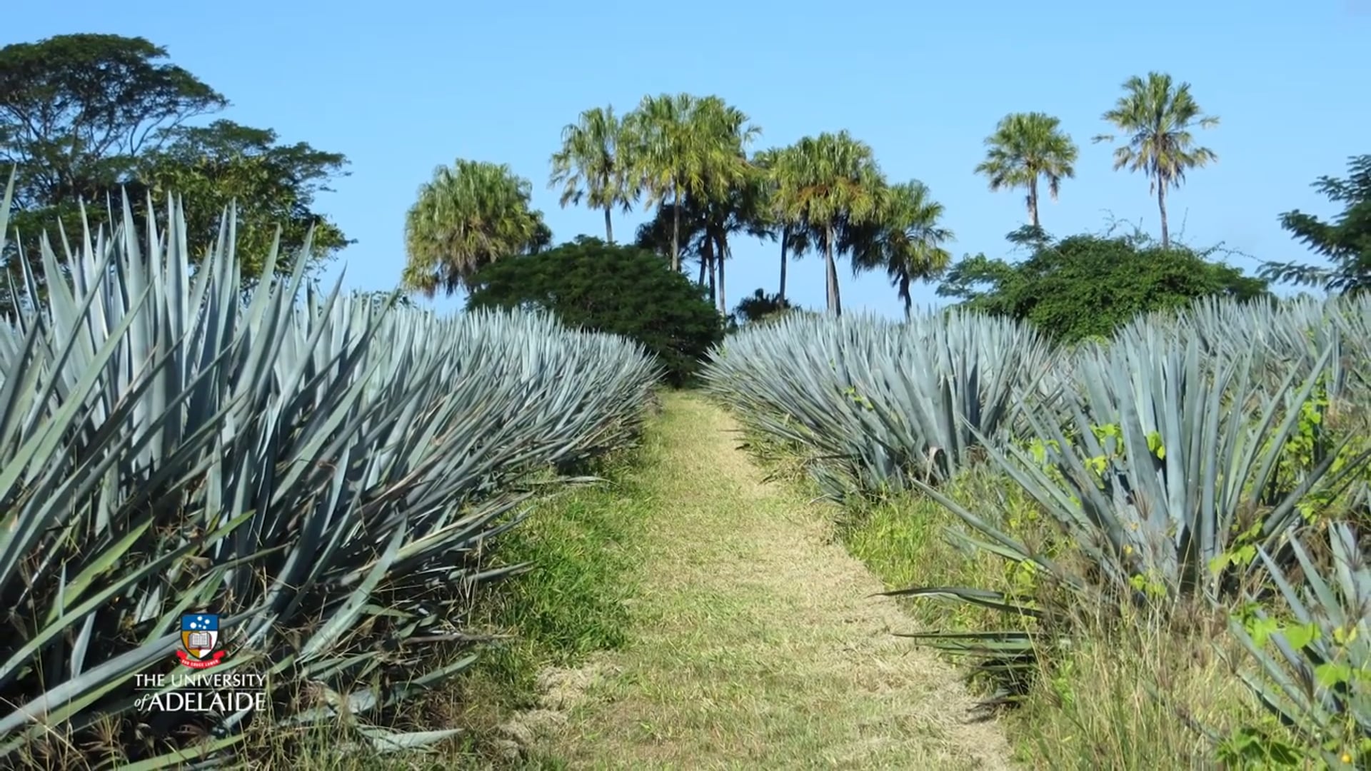 Tequila plant fuel for the future