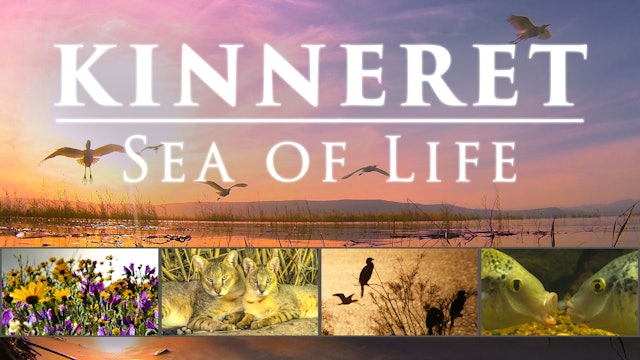Kinneret: Sea of Life