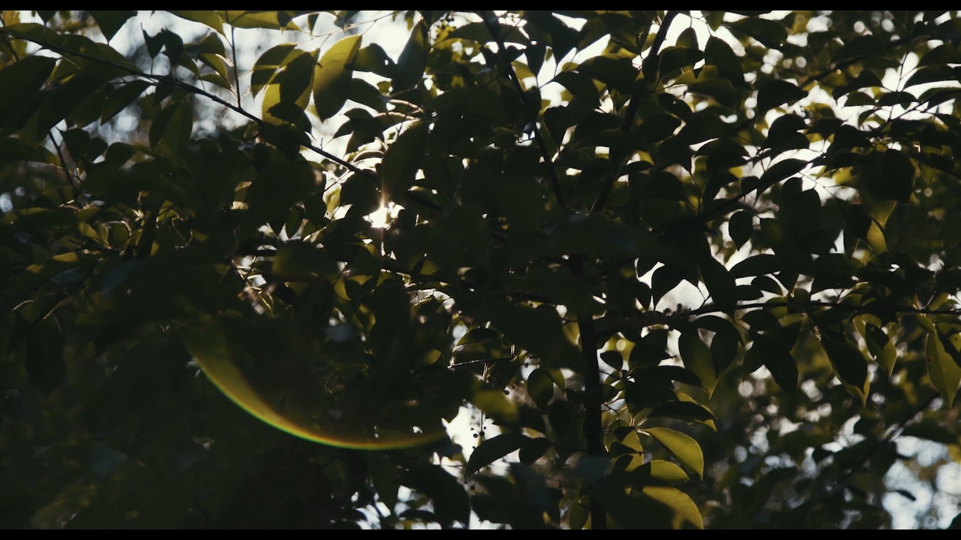 We Shall Not Die Now