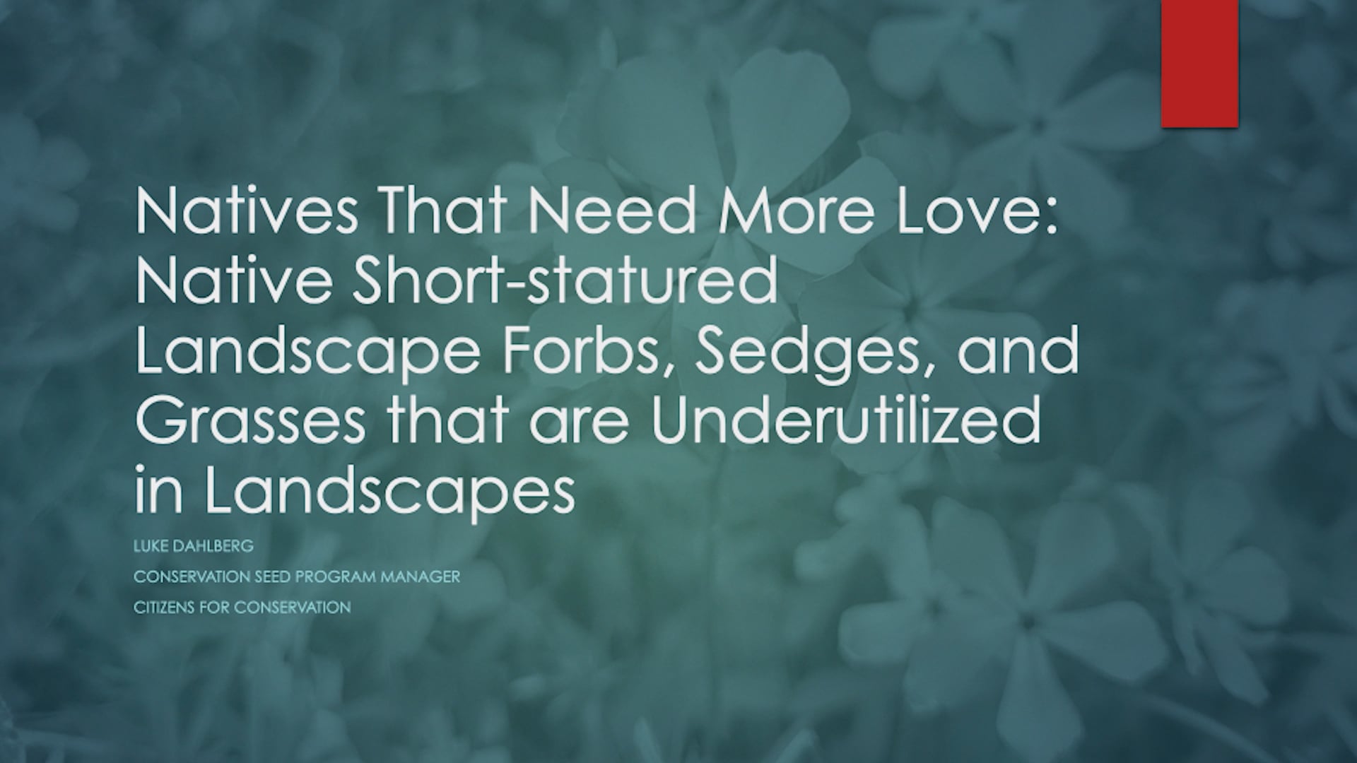 Natives That Need More Love: Short-statured Forbs, Sedges, and Grasses (2025)