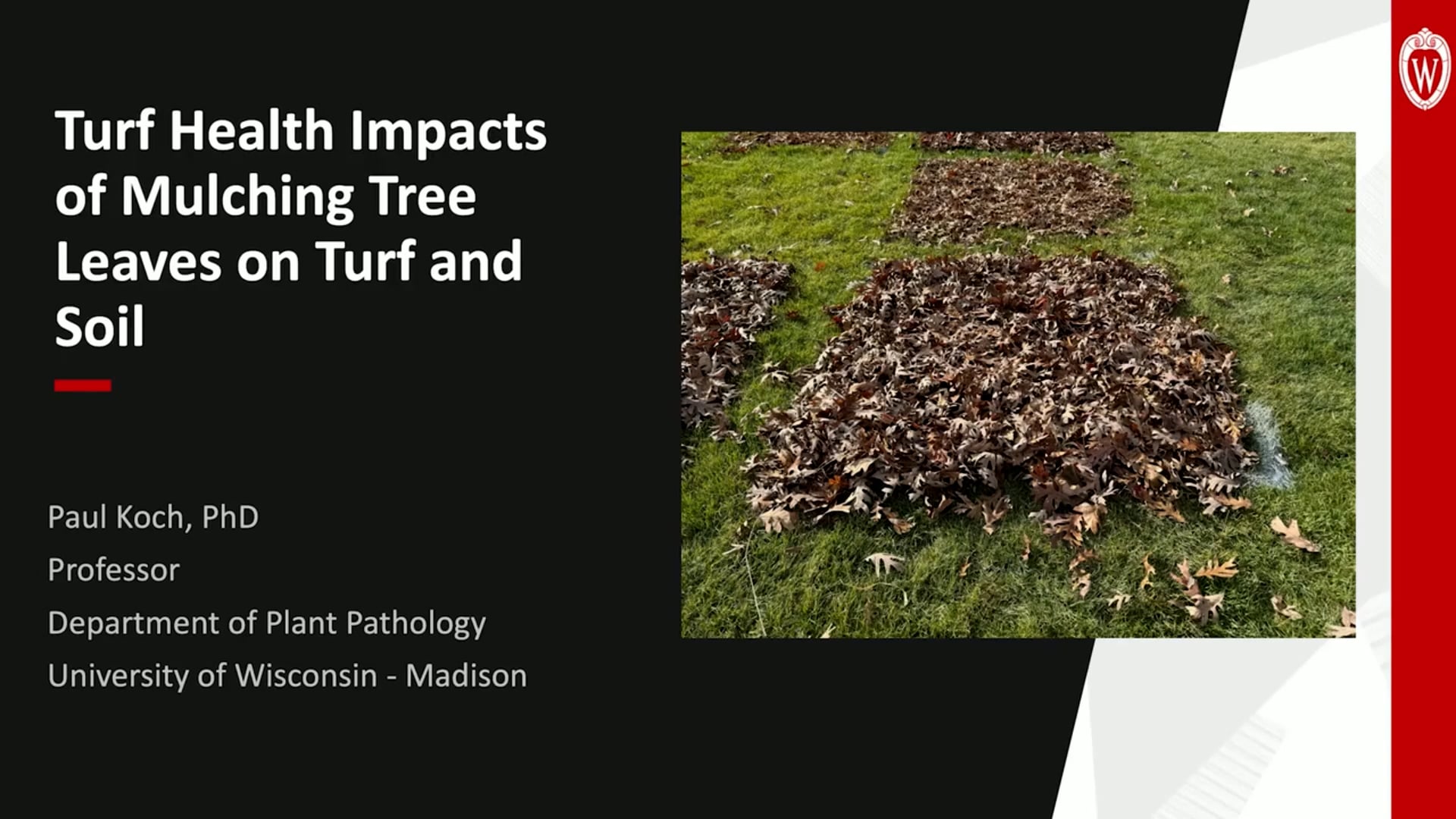 FreeTeaser_Turf Health Impacts of Mulching Tree Leaves (2025)