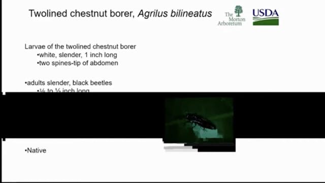 IAA - Understanding Tree Pests: Chest...