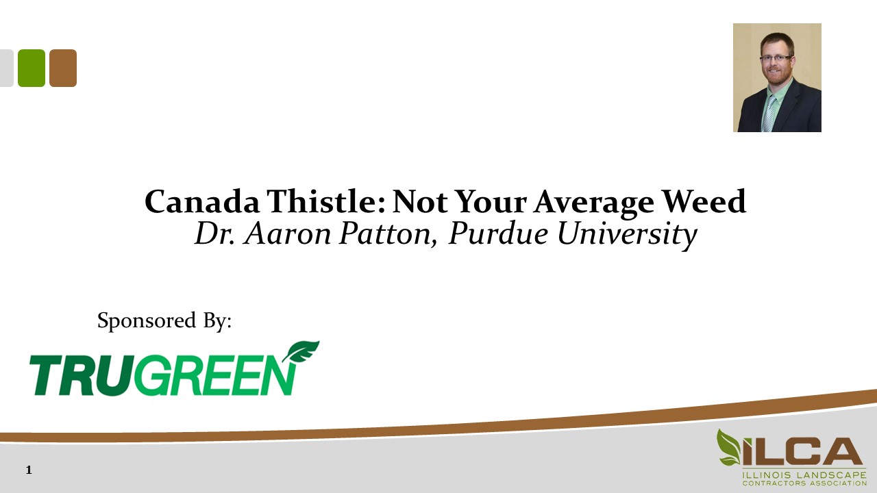 Canada Thistle: Not Your Average Weed