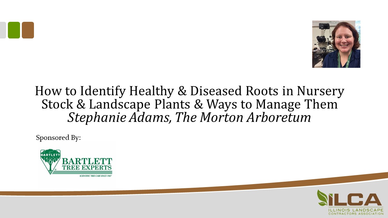 How to Identify Healthy & Diseased Roots in Stock & Plants & Ways to Manage Them