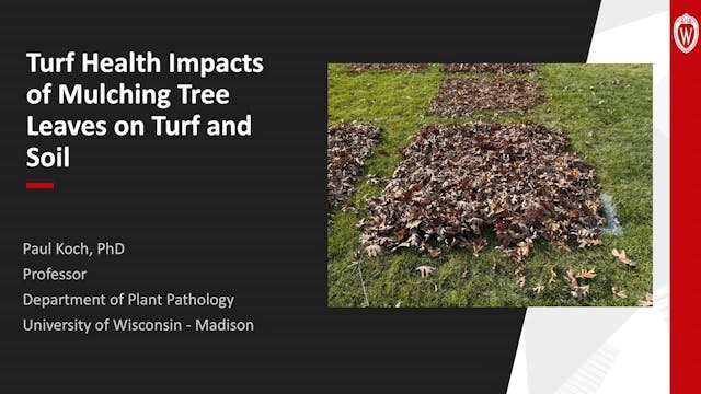 Turf Health Impacts of Mulching Tree ...
