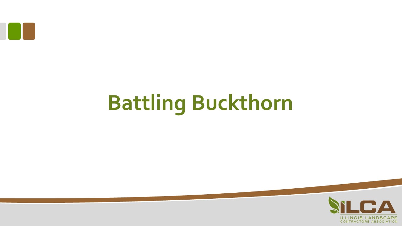 Battling Buckthorn