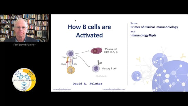 12_Bcell_activation-2024