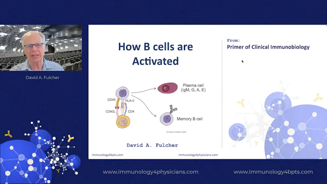 12_How B cells are activated