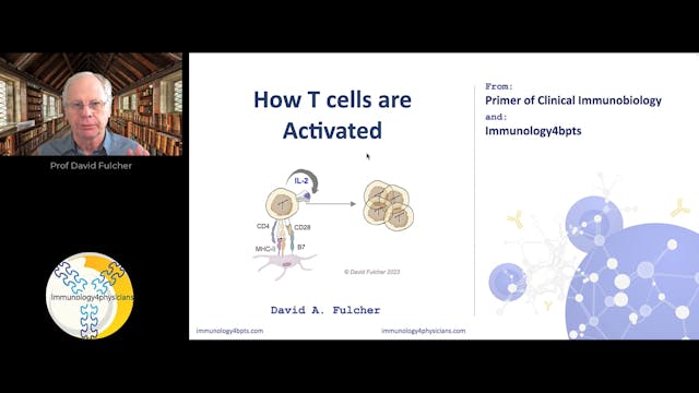 15_Tcell_activation-2024