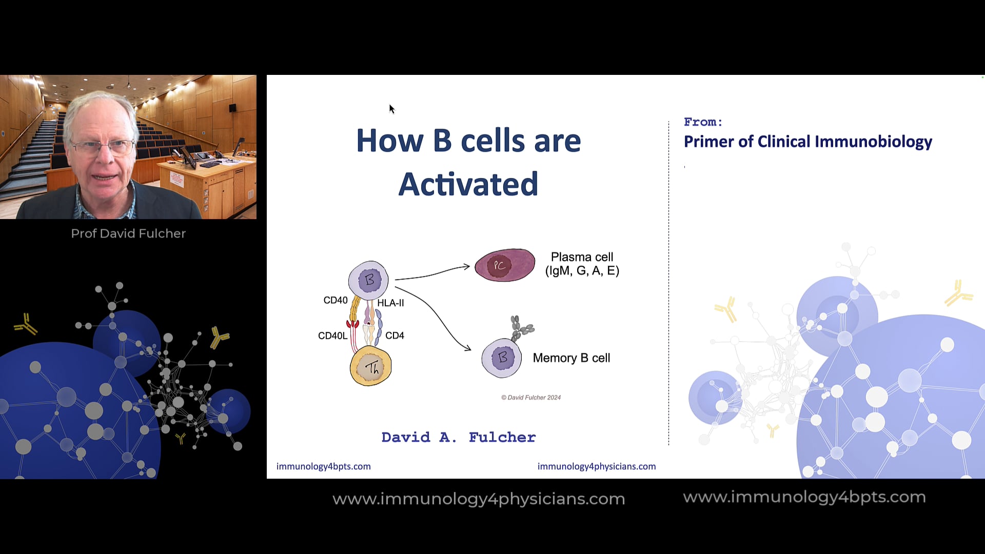 12_Bcell_activation