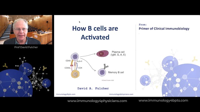 12_Bcell_activation