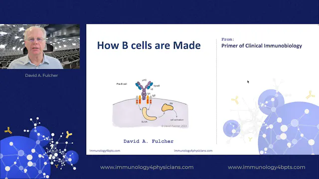 11_How B cells are made