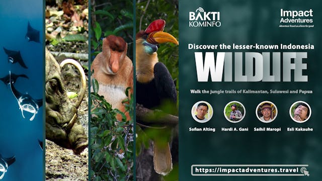 Wildlife of the Lesser-Known Indonesia