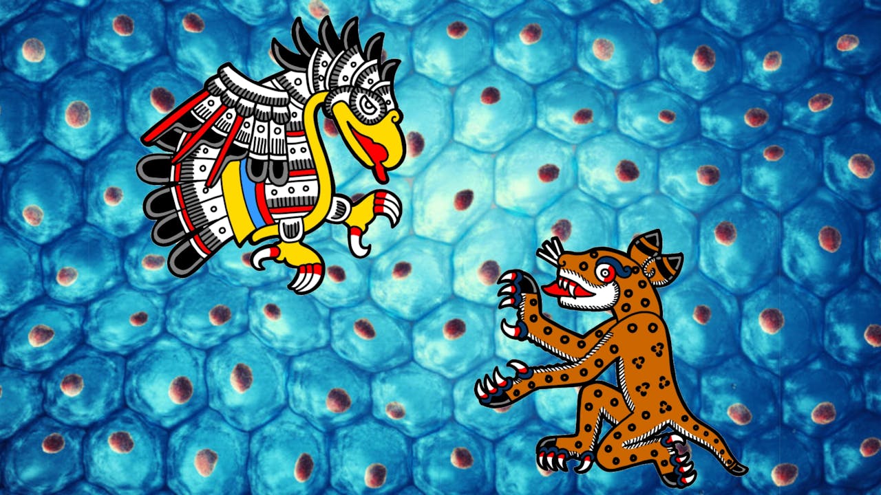 Ozelotl/Kuauhtli, Tlazohteotl/Tezkatlipoka