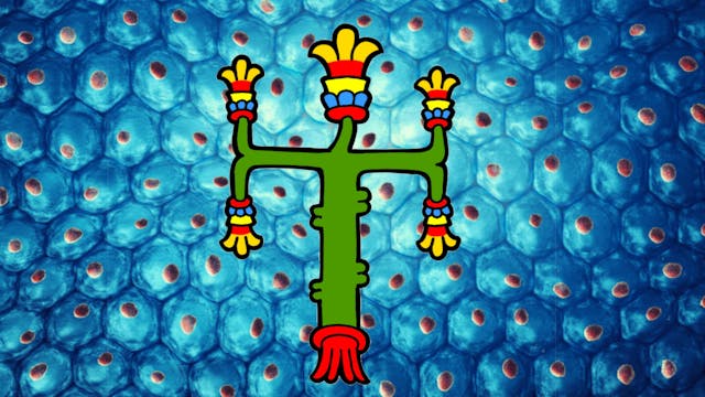 Begginers Tonalpohualli Session 29 Xo...