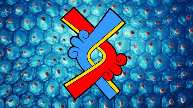 Begginers Tonalpohualli Session 24 Ollin