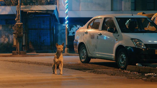Pariah Dog Trailer 