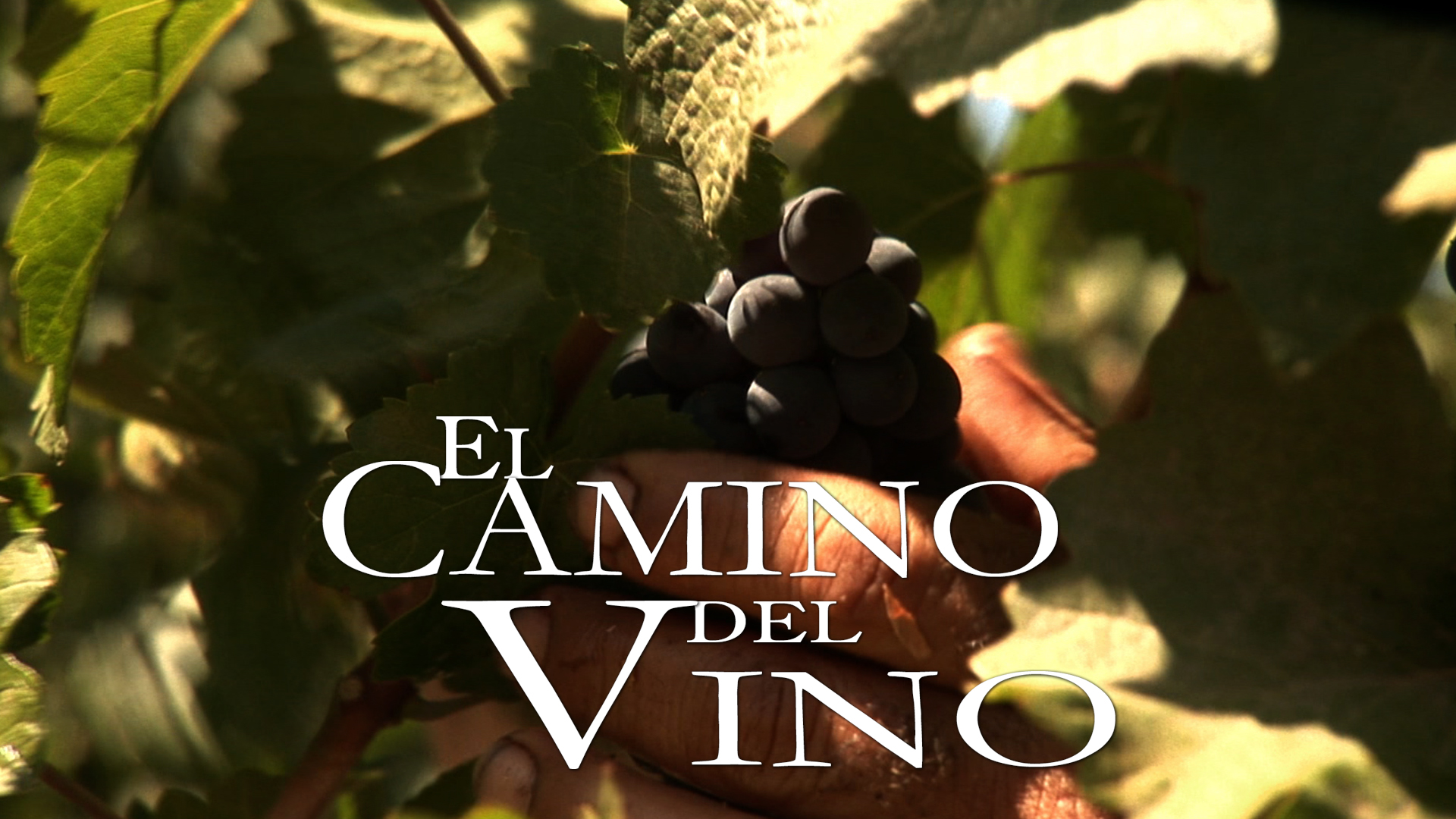 Watch El Camino del Vino Trailer - Spanish
