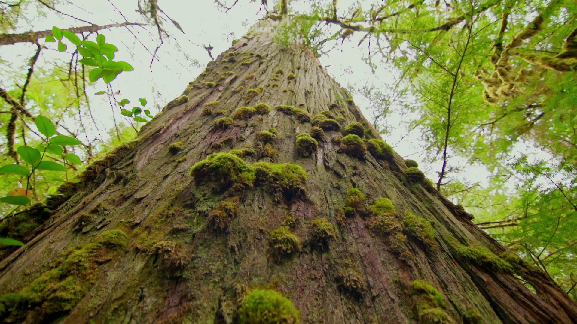 watch Hadwins Judgement Trailer