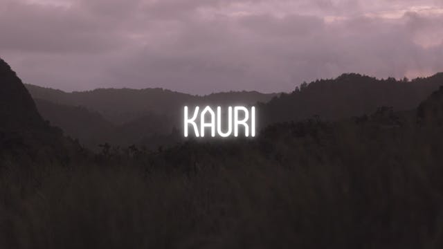 Kauri